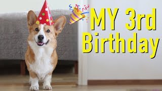 DOGS BEST BIRTHDAY  Topi the Corgi [upl. by Cattan]