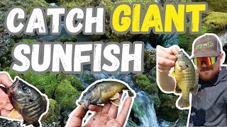 Catch GIANT Green Sunfish  EASY Method [upl. by Cannice870]