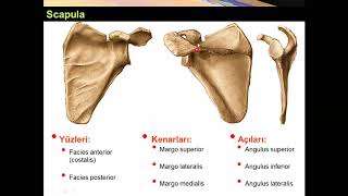 Clavicula ve Scapula Yüksel AYDAR [upl. by Signe902]