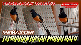 MASTERAN MURAI BATU TEMB4KAN KASAR DAN S4DISS  masteran murai batu terbaik [upl. by Potter368]