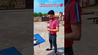 Kabootar baz subscriber kar Kabootar Baz ♥️👌trending pigeon shortsfeed birds [upl. by Andrew]