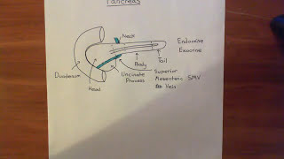 Pancreas Anatomy 3D  neck and head of pancreas anatomy  anatomy of pancreas relations [upl. by Nodnnarb78]