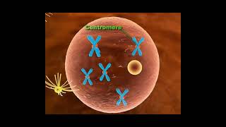 Mitosis9th BiologyCh 5 Animated Stages of MitosisKaryokinesisCytokinesis in plants and animals [upl. by Pollak]