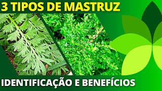 3 VARIEDADES DE MASTRUZ mastruço mentruz ou ErvadeSantaMaria  Ervas e Plantas medicinais [upl. by Des288]