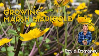 Growing Marsh marigold in my versatile water garden [upl. by Forelli]