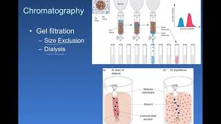 Size Exclusion  Protein Purification [upl. by Akere]