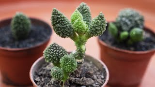 ADROMISCHUS SUCCULENT PROPAGATION  CARE CONDITIONS [upl. by Maude]