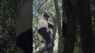 Safe Landing Giant Panda Demonstrates How to Climb Down from a Tree 🐾🌳 [upl. by Aisyram119]