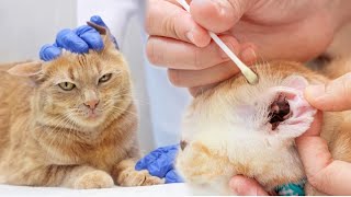 How To Clean Persian Cat Ears  Cat Ear Cleaning Solution  Cat ear mites removal  Ear Mites Cat [upl. by Dimitri]