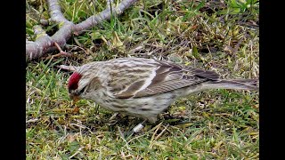 Mealy Redpoll  Grote Barmsijs  Will Schep [upl. by Bose799]