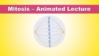 Mitosis Phases  Animated Lecture Embryology [upl. by Ermengarde283]