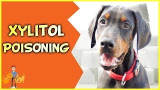 Xylitol Poisoning in Dogs Sweeteners can Kill common pet poisons [upl. by Cummins]