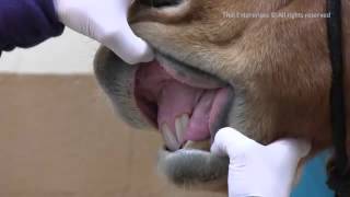 How to Assess A Horses Color of Mucous Membranes Gums [upl. by Notfol]