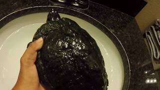 How To Clean Your Turtles Shell [upl. by Hsotnas]