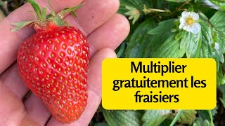 Multiplier gratuitement les fraisiers [upl. by Ferree]