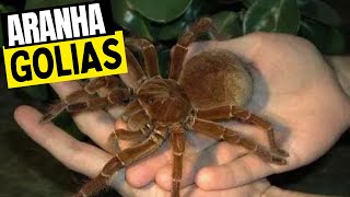 Aranha Golias  A Maior Aranha do Mundo [upl. by Jefferey]