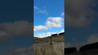 Which one would you pick Big flush of mallard over the guns in Bonnie Scotland fieldsports [upl. by Khosrow17]