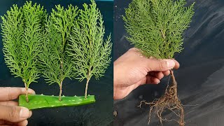 How to propagate ThujaJhau from cutting [upl. by Natek]