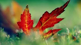 Acker Bilk  Autumn Leaves [upl. by Mcintyre]