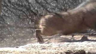 Motsomi Safaris South Africa Bow Hunting Warthog Pete [upl. by Ahsatal753]