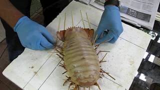 Giant Isopod Making a display specimen [upl. by Annala]