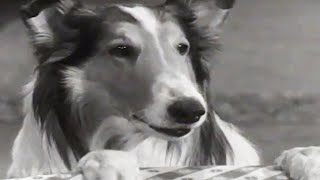 Lassie  Stablemates  Lassie English Full Episodes  Old Cartoon  Videos For Kids 🐕 [upl. by Evol555]