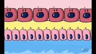 Dentinogenesis Odontoblast Differentiation [upl. by Ruckman]