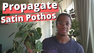 Propagate a Satin Pothos the Right Way  Scindapsus Pictus Argyraeus [upl. by Ahcsropal]