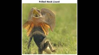 Wild FrilledNeck Lizard 🤯🔥 viral shortsfeed shorts [upl. by Yenitsed619]