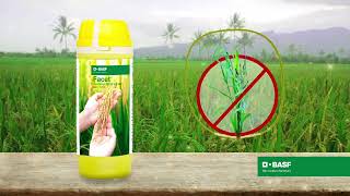 Control tough Echinochloa species weeds in rice with BASF Facet® [upl. by Carpet]