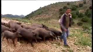 Cría del cerdo ibérico puro en Cortes de la Frontera [upl. by Euh727]