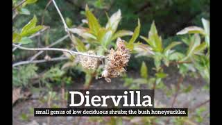 How to Say Diervilla in English  What is Diervilla  How Does Diervilla Look [upl. by Lyrej]