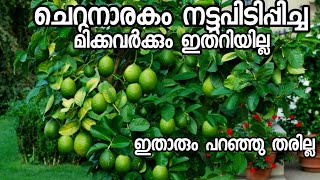 നാരകം നട്ടു പിടിപ്പിച്ച എത്രപേർക്ക് ഈ കാര്യങ്ങൾ അറിയാംcherunarakamlemon plantfruit plant malayal [upl. by Aitercul353]