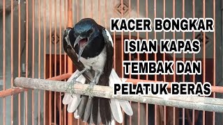 🔴Kacer bongkar isian kapas tembak dan platuk beras cocok buat pancingan Kacer lain [upl. by Ed]