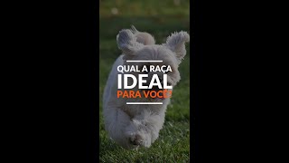 Qual a raça ideal de cachorro 🐶  Adestramento Grátis  Cão Guardião [upl. by Schwinn673]