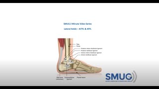 Lateral Ankle  2 min series MSKUS [upl. by Milford]