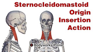 Sternocleidomastoid Anatomy Origin Insertion amp Action [upl. by Akinej]