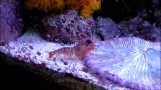 Kuekenthals Cleaner Shrimp sheddingmolting [upl. by Sassan291]