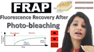 Cell Biology TechniqueFRAPFluorescence Recovery After Photo BleachingCSIRNETGATEIITJAMDBT [upl. by Arrait]