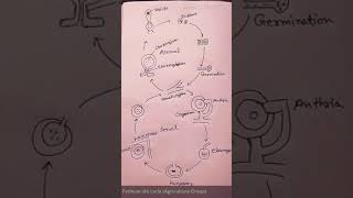 Pythium life cycle Agriculture Group [upl. by Einnahc34]