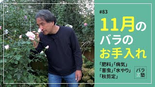 83 11月のバラのお手入れ【バラの育て方：11月】 [upl. by Wallache]