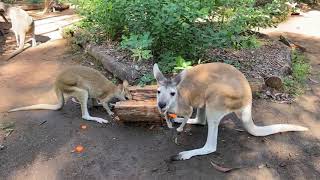 Discover the Wild  Wallaby and Wallaroo [upl. by Yeaton]