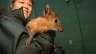 Baby Duiker At The Oegon Zoo [upl. by Caravette]