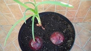 CÓMO PLANTAR CEBOLLAS Y OBTENER CEBOLLETAS  Sembrar  Plantar  Cultivar [upl. by Atekin]