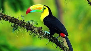 keel billed toucan bird  10 Most Beautiful Toucans In The World  Pogo The Keelbilled Toucan [upl. by Latnahs]