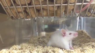 Mice stereotypy  Animal behavior [upl. by Gilbye]