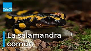 La SALAMANDRA COMÚN vistosa pero VENENOSA  ANFIBIO [upl. by Lindi]