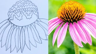 How to draw Coneflower  Coneflower Drawing  Coneflower Sketch  youtube viralvideo sketch [upl. by Wrightson]