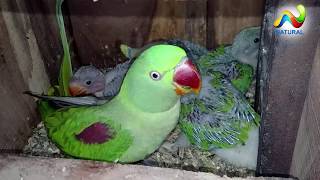 Alexandrine Parrot Breeding Season [upl. by Rasia427]