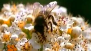 Video abejas Educación infantil [upl. by Kristianson]